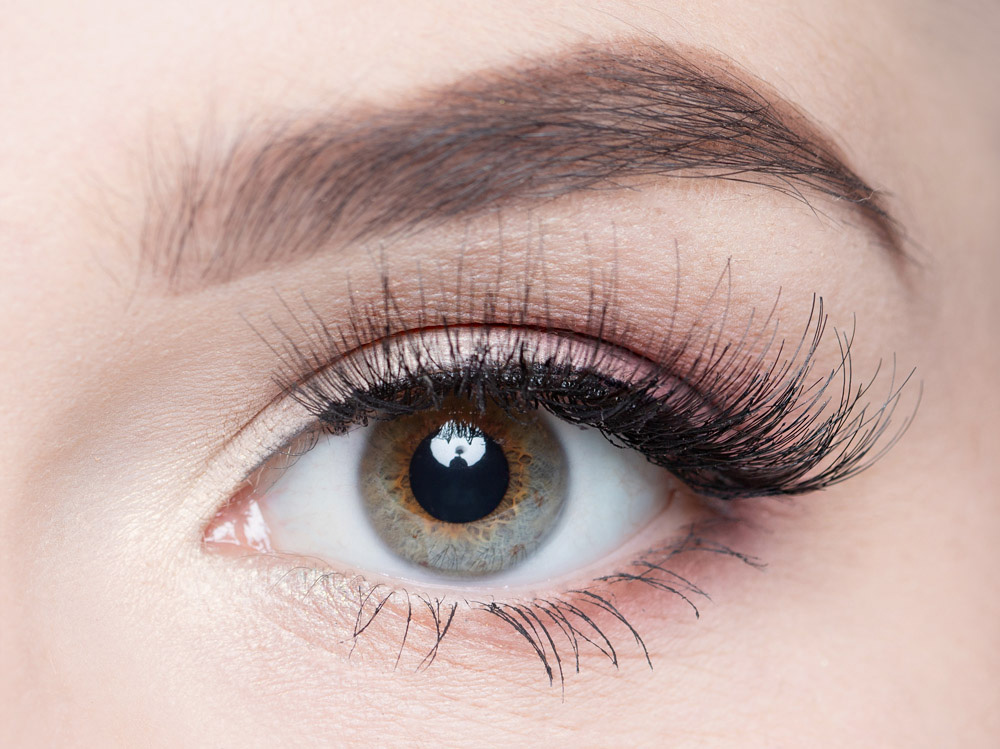 Davallia Wimpern Davallia Wimpern